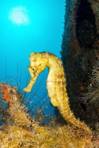 Hippocampus reidi on Nahoon wreck by Mathieu Foulquié 